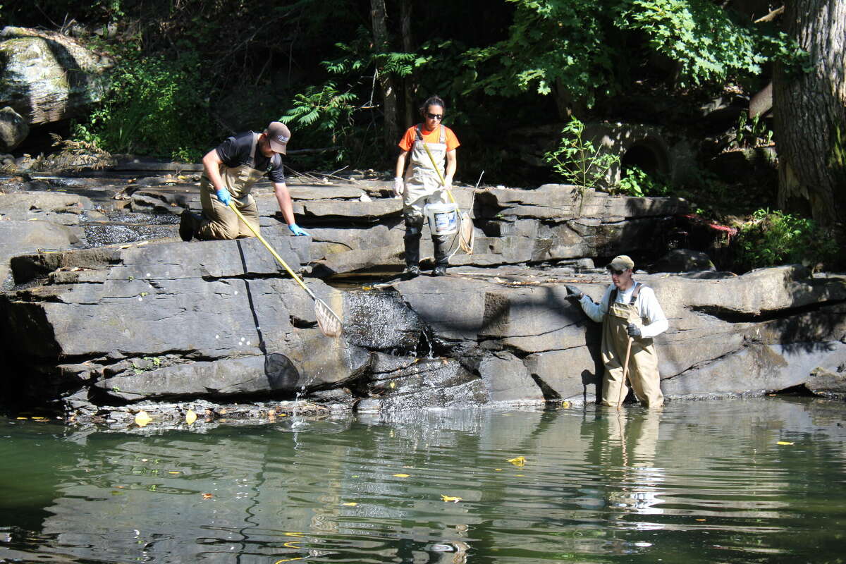Department of Environmental Conservation personnel collect dead fish on the Potic Creek in Coxsackie, N.Y. on Aug. 8, 2022.