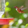 Hummingbirds, bees and other species of birds can empty a hummingbird feeder in a day.