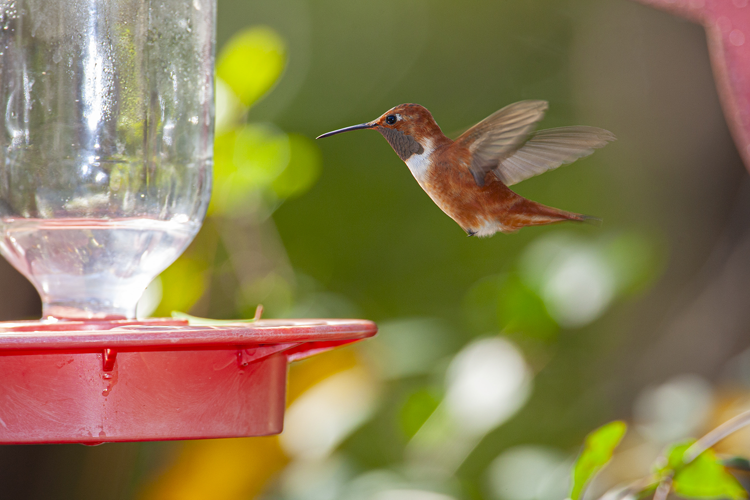 Plants to draw hummingbirds, monarchs to your outdoor spaces - Vimarsana News