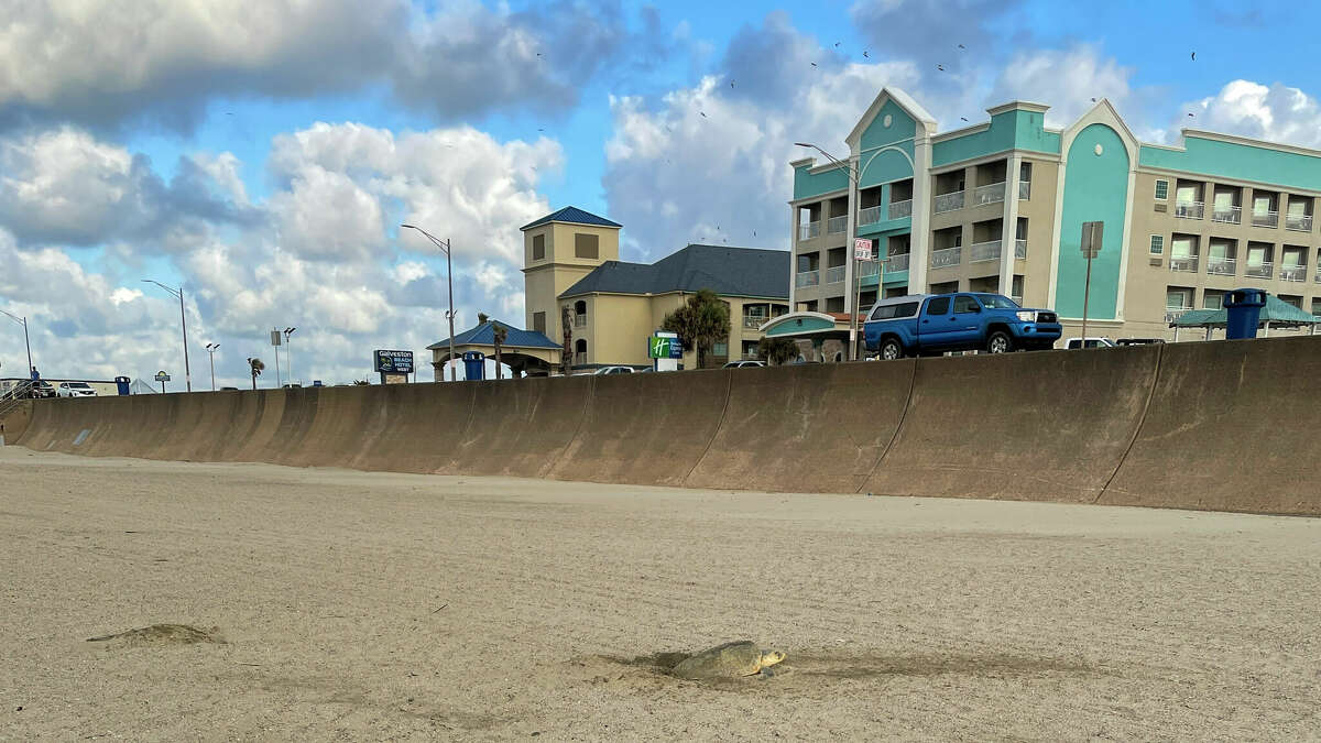A Kemp’s Ridley sea turtle—the world’s rarest and most endangered sea turtle species—nests on a new beach near the corner of Seawall and 86th Street.