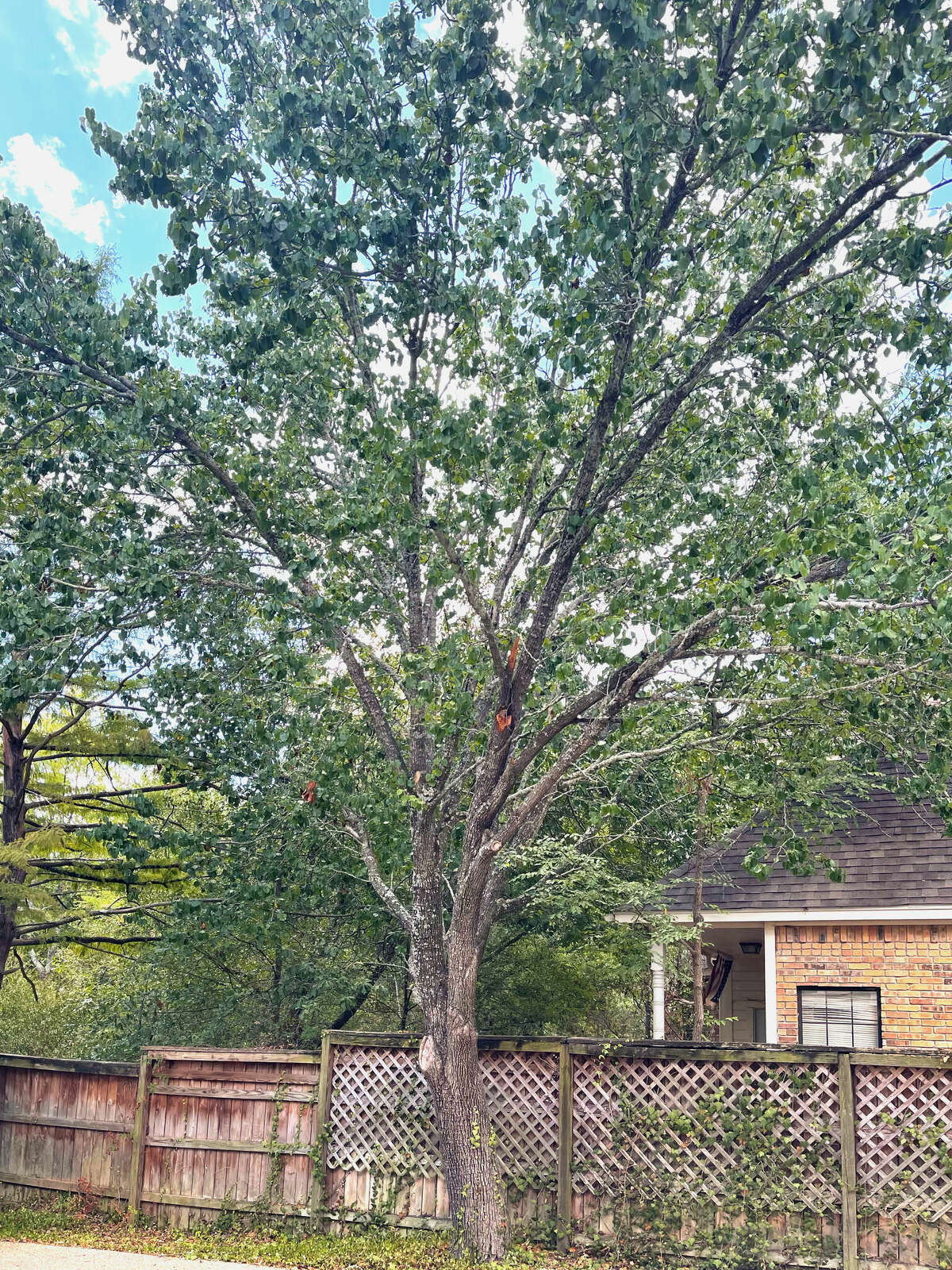 It's past time for a Bradford pear tree that already has lost two branches to come down.