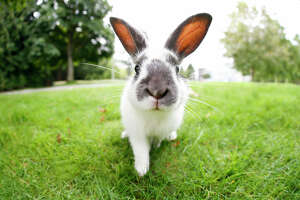 State warns of deadly rabbit virus, urges vaccinations