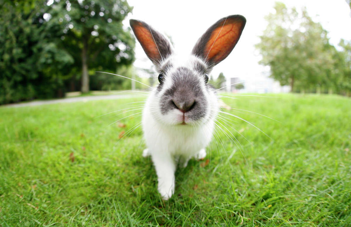 Michigan authorities are warning rabbit owners of a deadly virus that can spread amongst rabbits and hares.