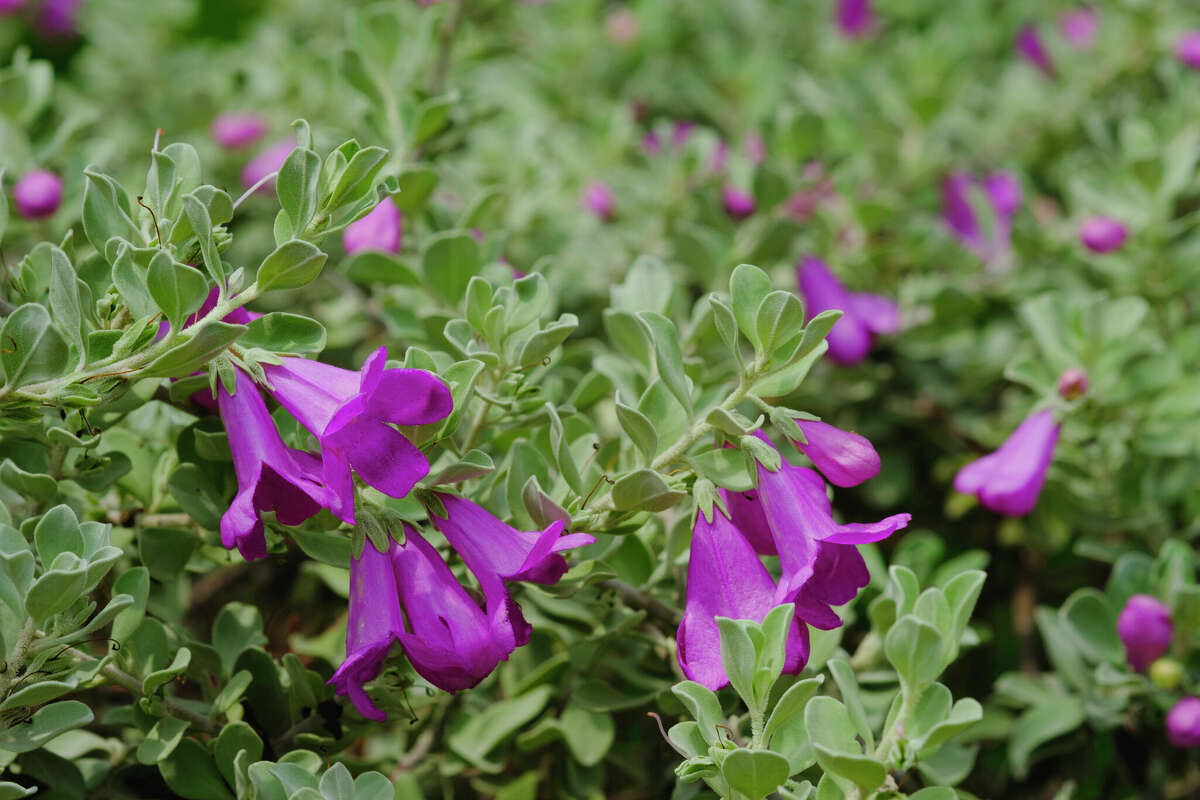 Texas state symbols include chips and salsa, bluebonnets and more