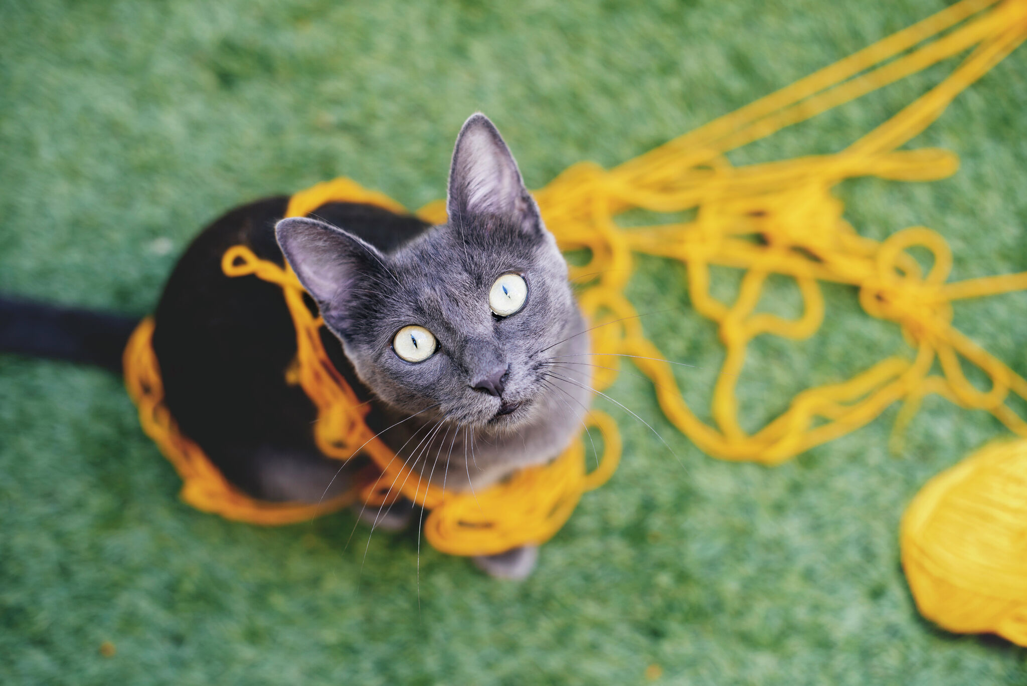 Best cities for cat lovers: Laredo, Texas ranked No. 191 - Vimarsana News