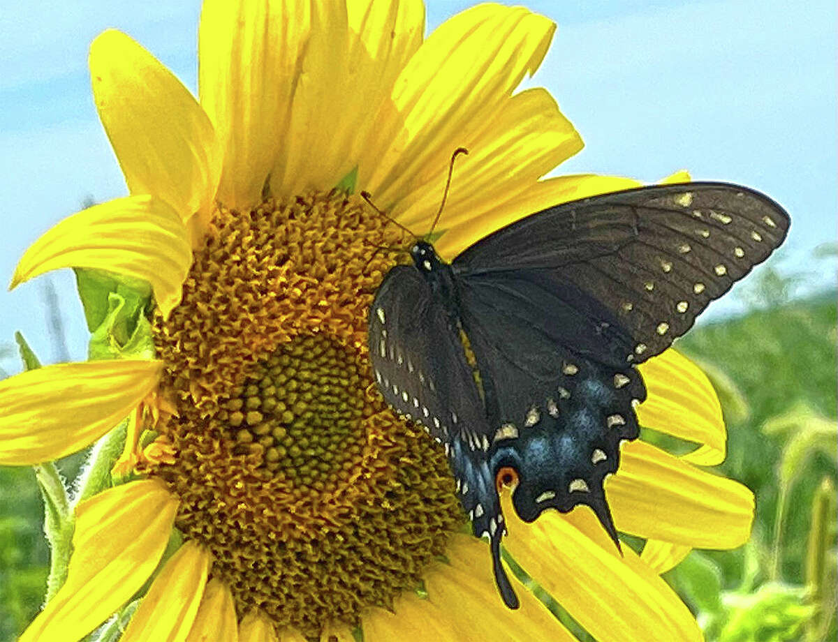 A blue swallowtail butterfly visits a sunflower in a patch along Illinois Route 123.