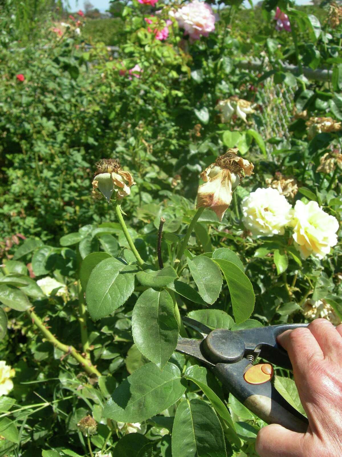 Deadhead established roses just above a leaf with five leaflets.