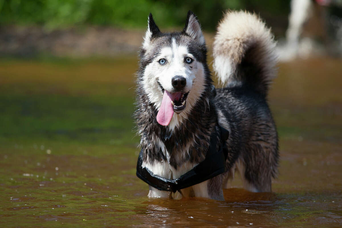 A Siberian husky, similar to the one pictured here, died Sunday in a parked car after Round Rock Police arrested the owner on suspicion of drunken driving.