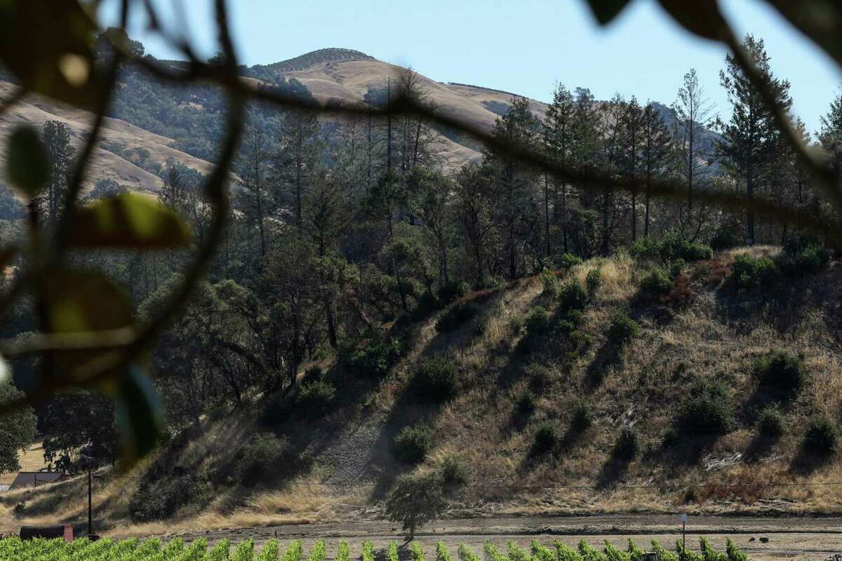 Des rangées de vignes portant des raisins peuvent être vues à Verite Winery à Healdsburg, en Californie, le lundi 8 août 2022. La cave comprendra bientôt une nouvelle salle de barriques, des salles de dégustation privées et un centre d'accueil.