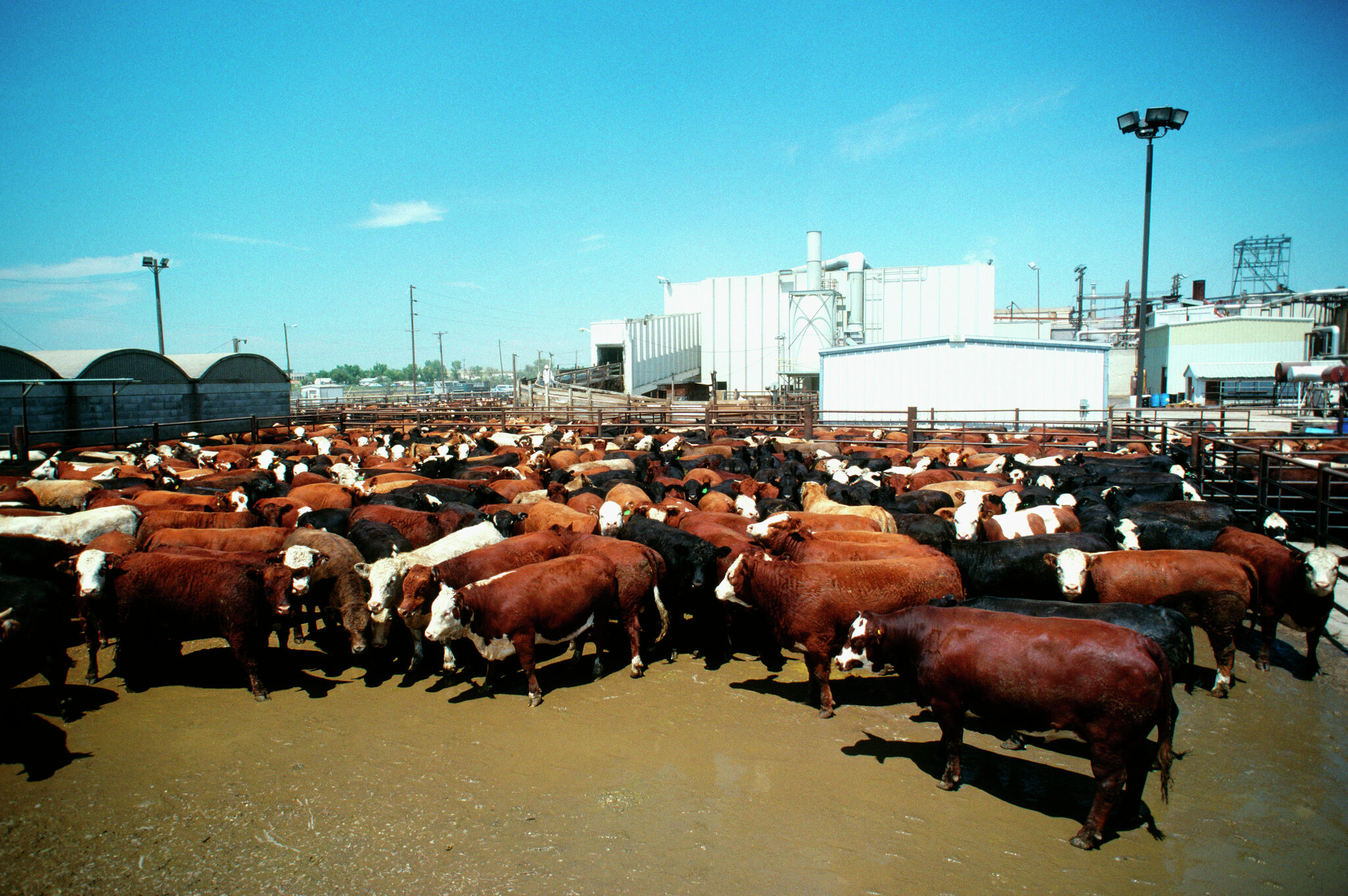 Producer Owned Beef plant to bring 1,500 jobs to Amarillo