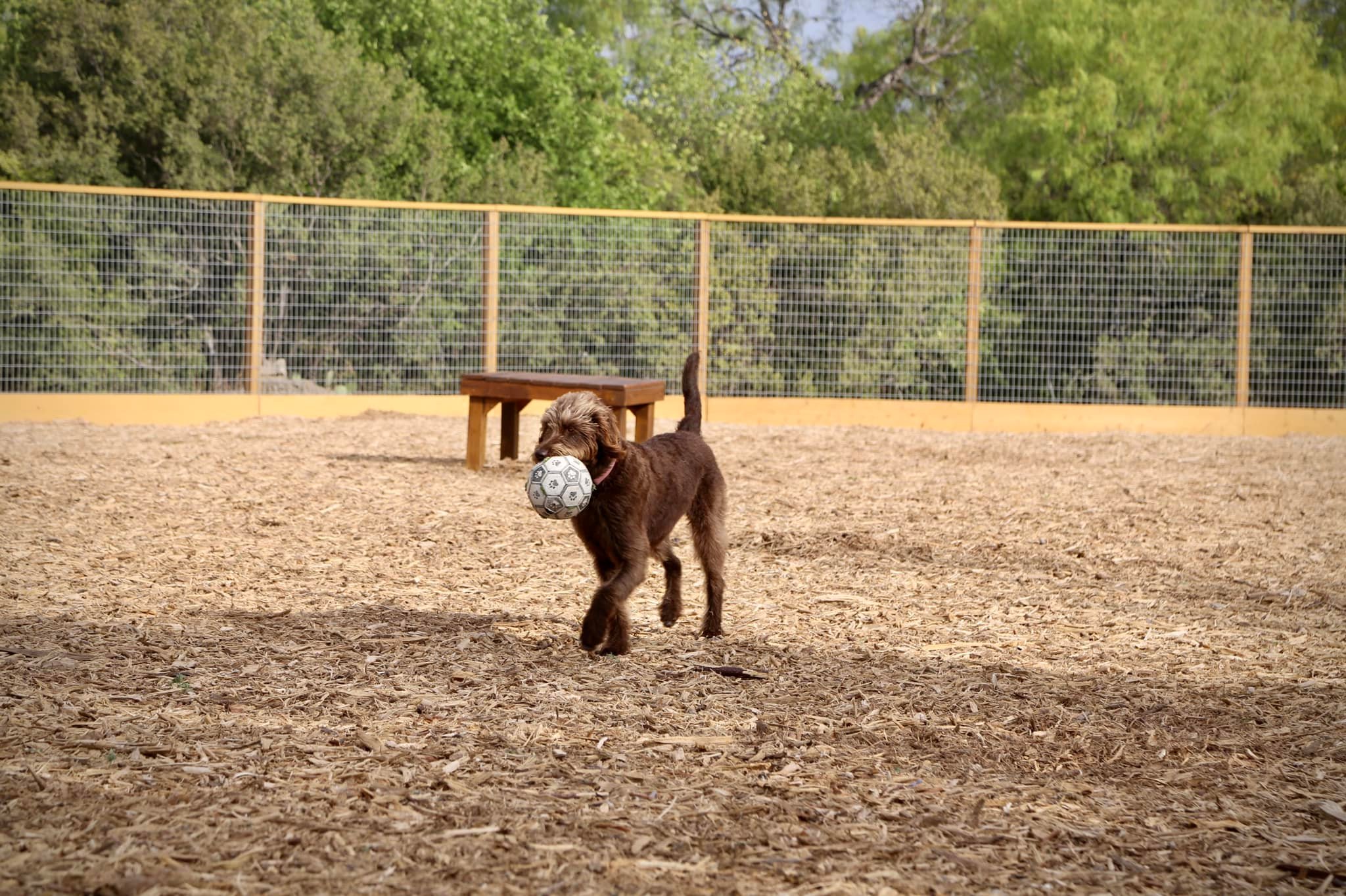 San Antonio Dog Park Review