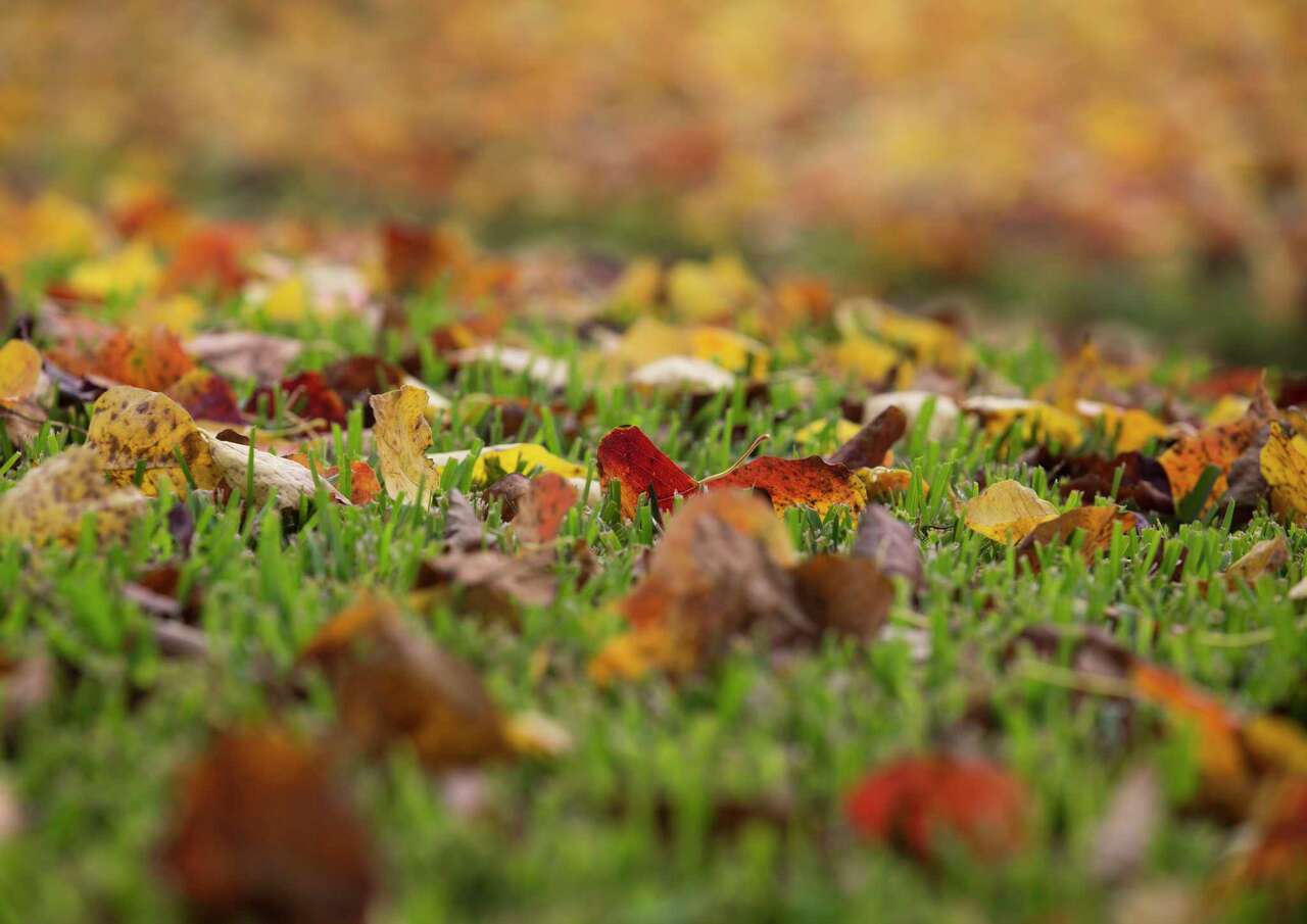 Colorful fallen leaves on Buffalo Speedway are photographed on Friday, Nov. 22, 2019, in Houston.