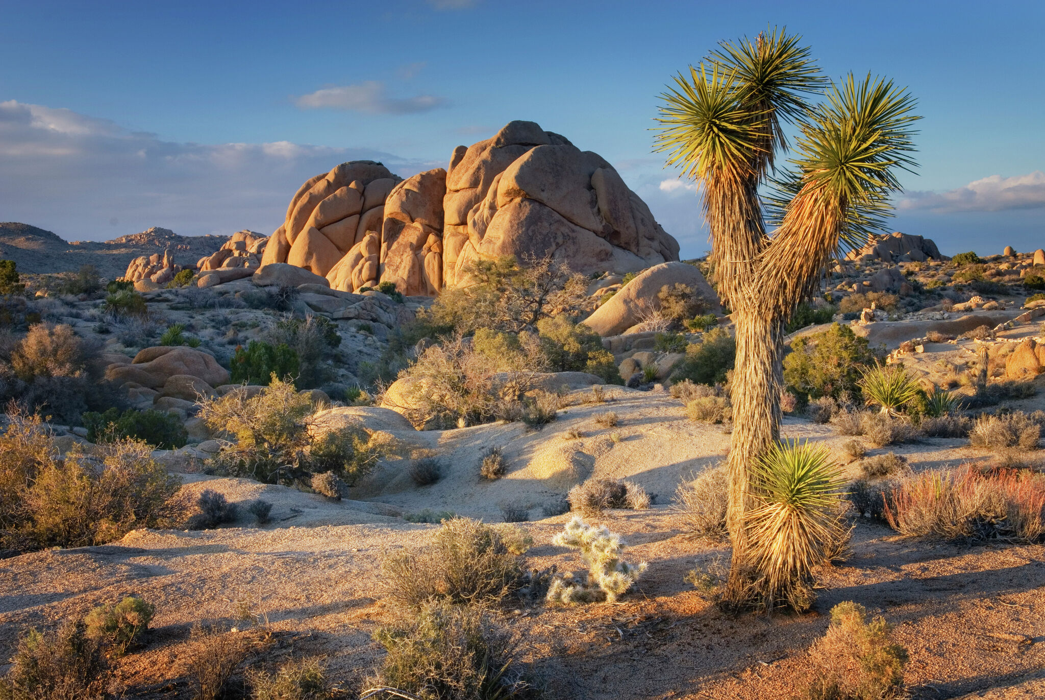 Woman arrested for alleged murder near Joshua Tree park