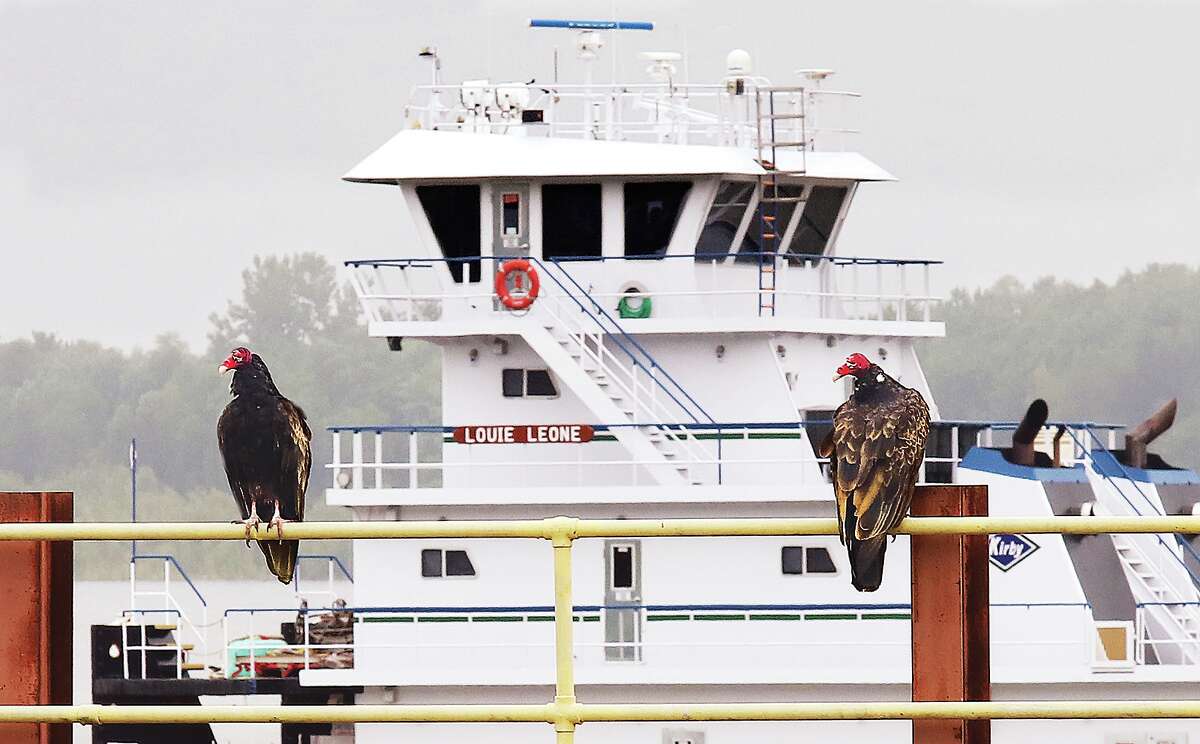 John Badman|The Telegraph A pair of vultures were sitting on the riverfront Wednesday near the city limits to welcome the towboat Louie Leone as it entered Alton on the Mississippi River. A "committee" of vultures often hangs out near the property of the old American Water Company plant on the Great River Road. Groups of vultures have different names depending on what they are doing. If a group of vultures are flying they are considered a "kettle" of vultures. When they are feeding on a dead animal they are known as a "wake" of vultures.