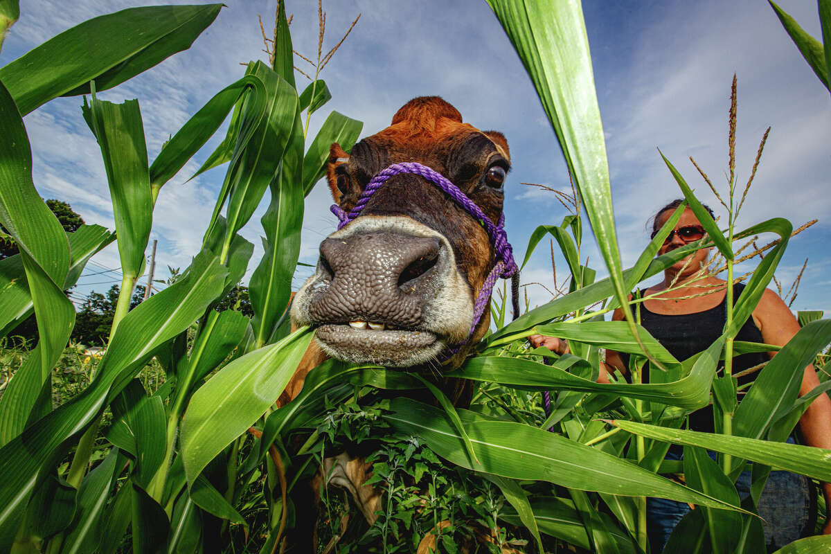Melissa Dziurgot of Greenbacker's Brookfield Farm and Linguini the cow in Durham, Connecticut on August 6, 2022.