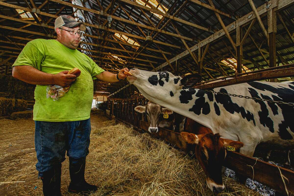 Matt Dziurgot feeds cows bread at Greenbacker's Brookfield Farm in Durham, Conn. on August 6, 2022