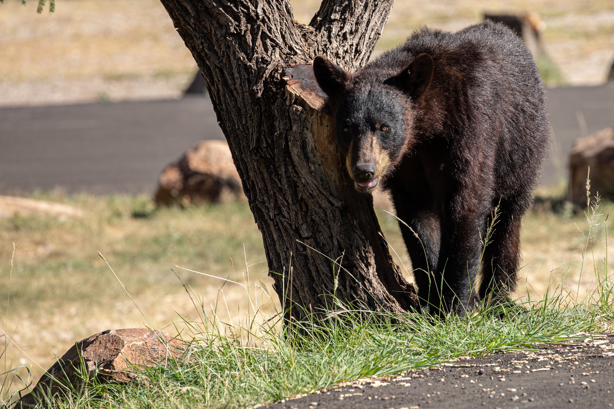 Increase in bear activity leads to trailhead closures in Big Bend - Vimarsana News