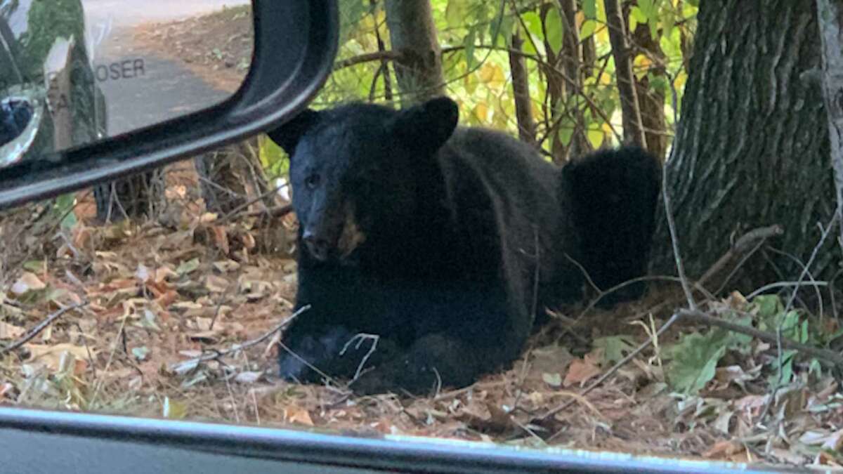 Bear spotted across Massachusetts town after eating chickens from coop