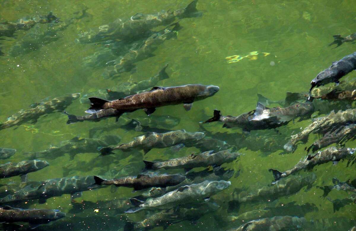 Wild-running spring Chinook or king salmon swim in Butte Creek on May 21, 2008 in Chico, Calif.