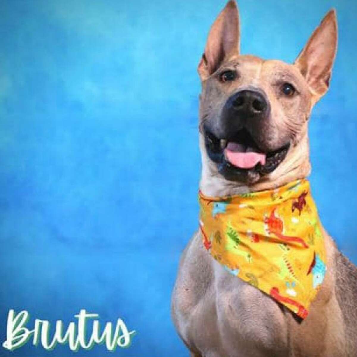 Brutus' head shot that he used to land gigs in Hollywood. You may remember him from his time on the HBO TV series Entourage   