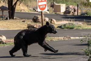 Increased bear activity temporarily closes Big Bend campground