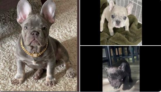 Three French bulldog puppies stolen from Mountain View home - Vimarsana News