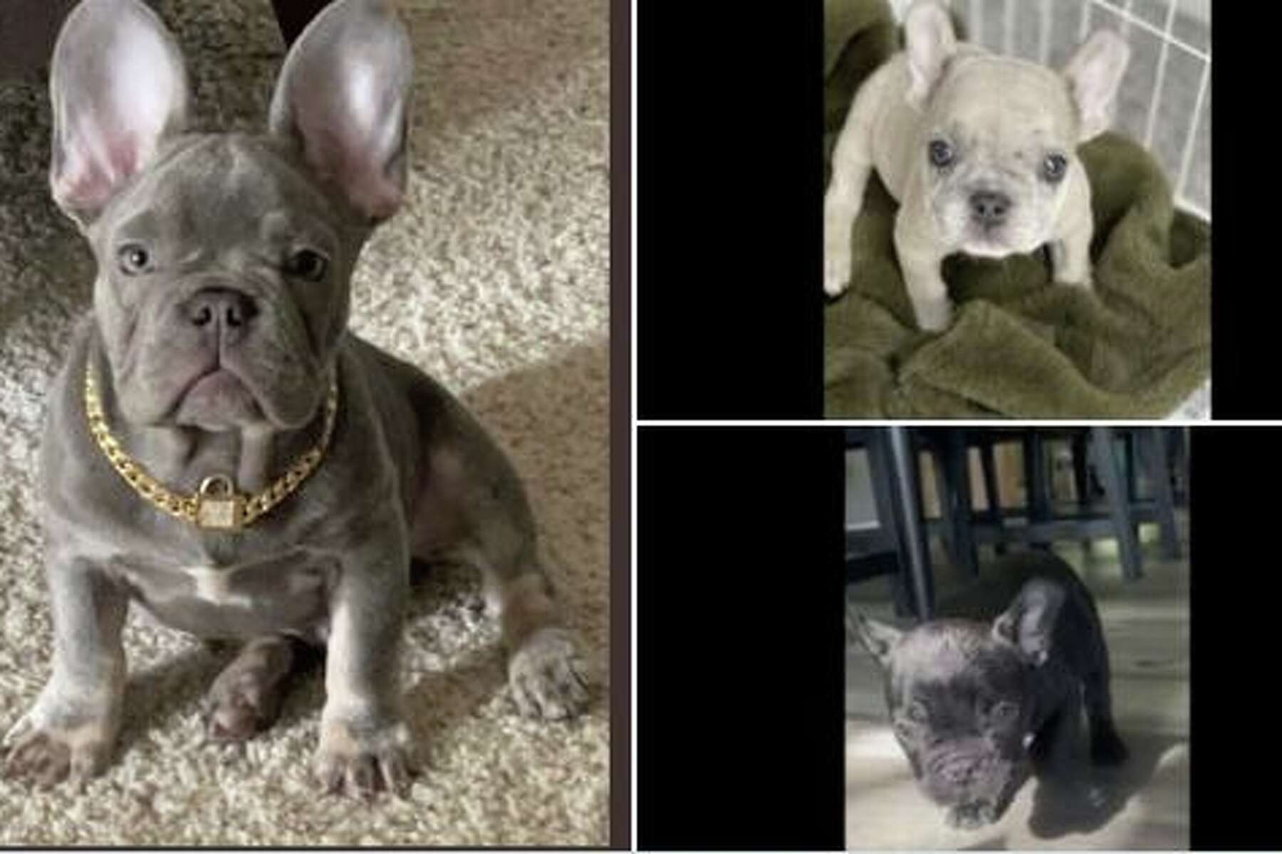 3 French bulldog puppies stolen from Mountain View home