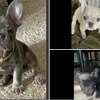 French bulldog puppy stolen from S.F.'s Marina district found safe