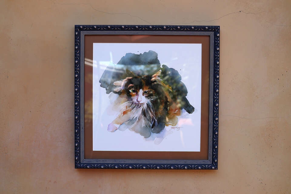 Disneyland cats are real. Here's how to see them.