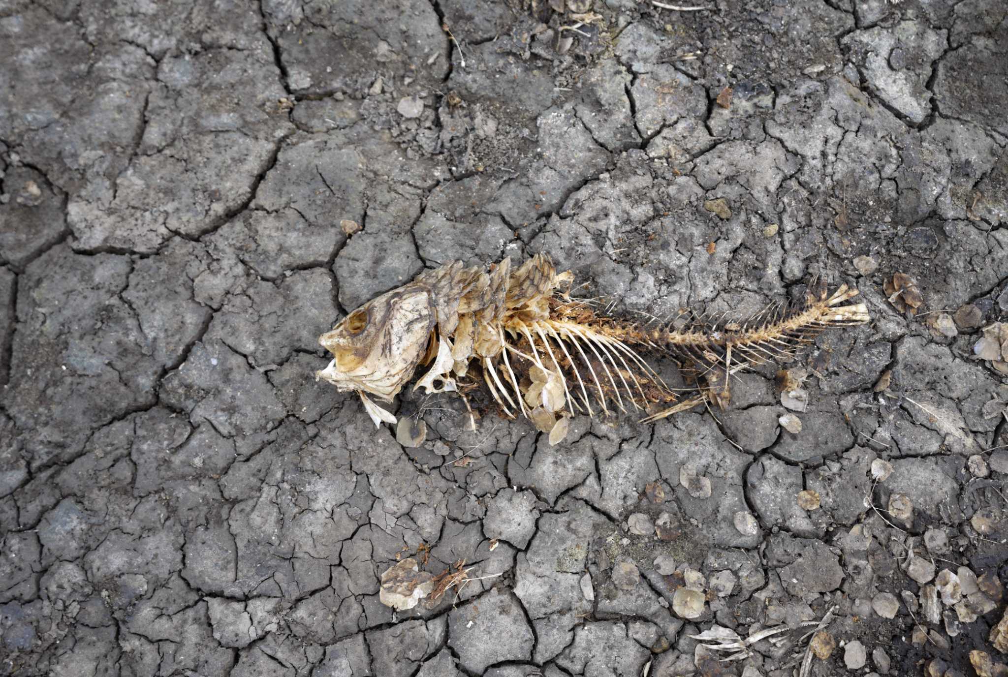 European drought dries up rivers, kills fish, shrivels crops