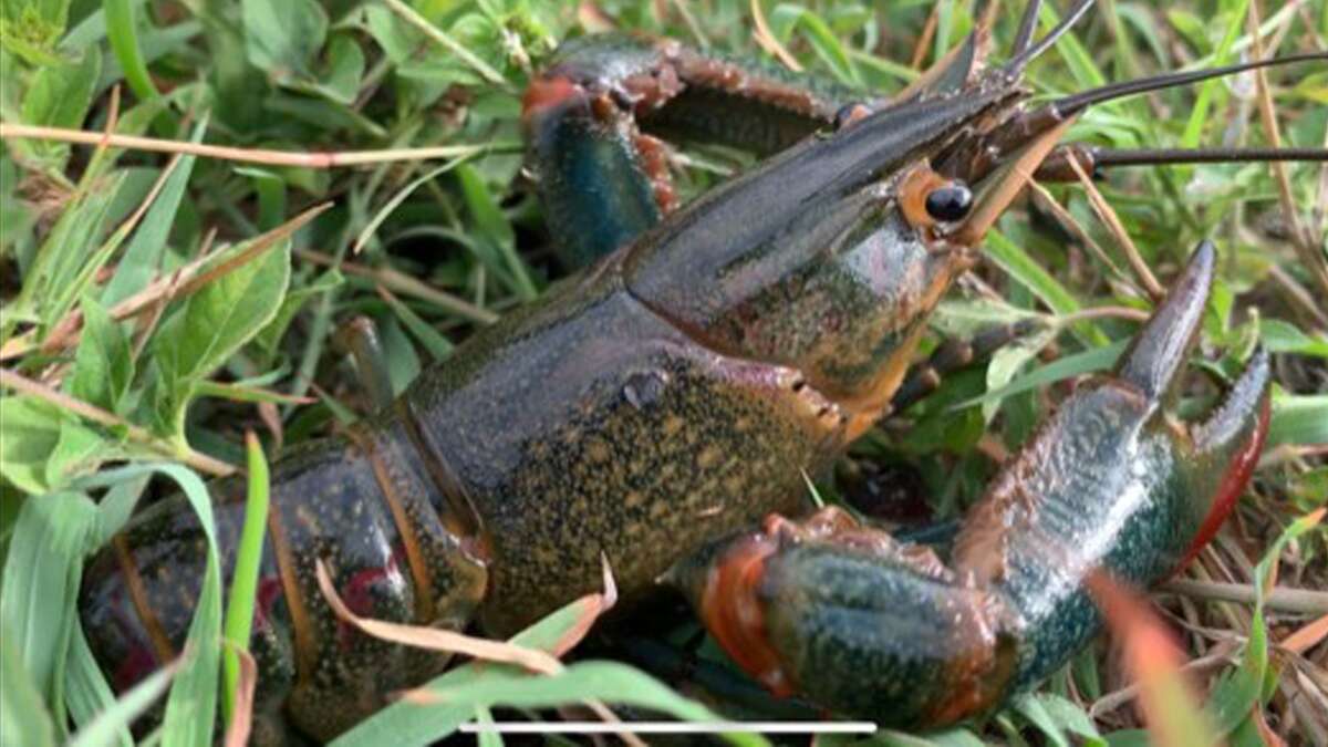 Tasty but extremely large and invasive crawfish discovered in South Texas