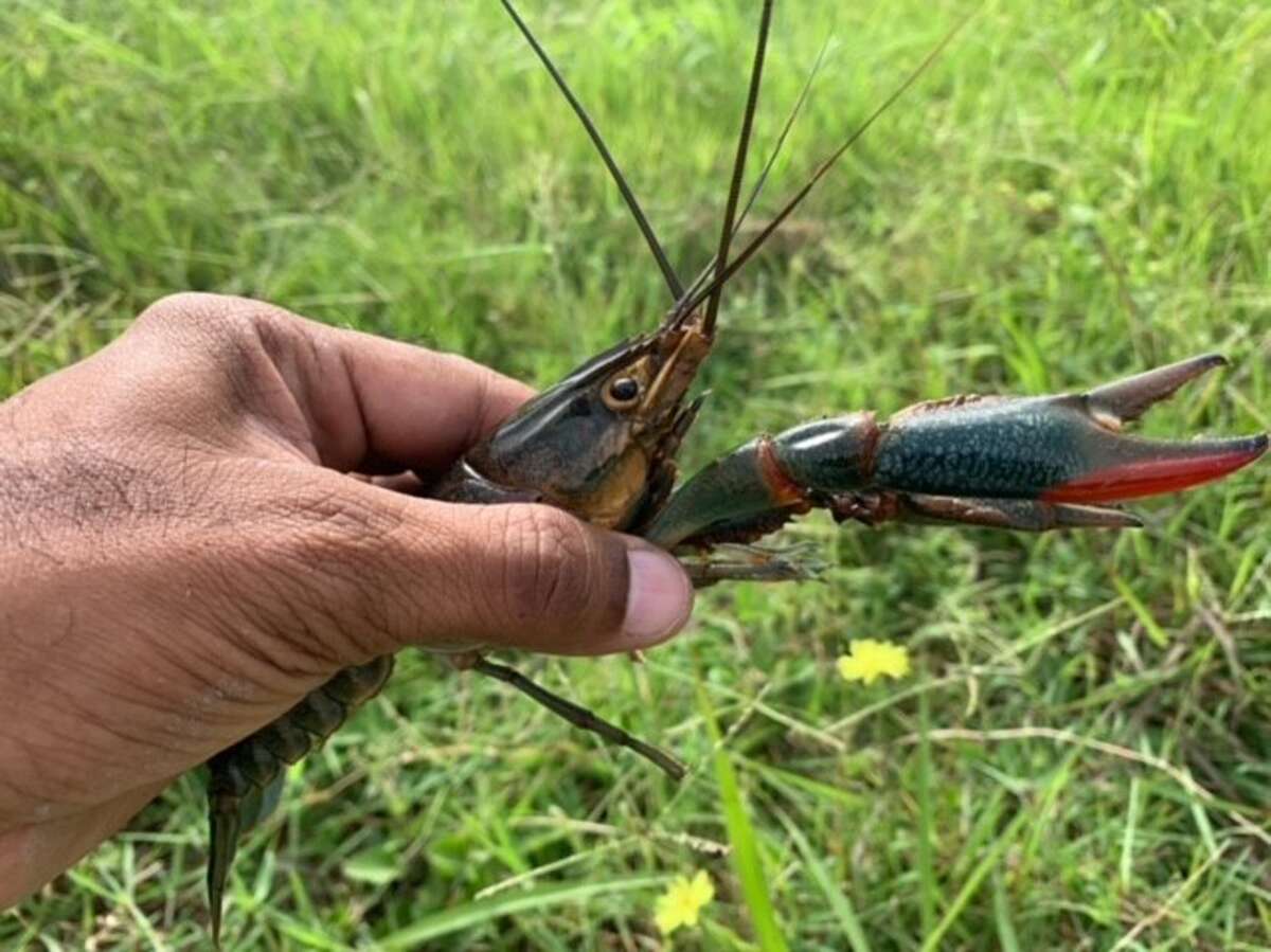 The Australian Redclaw Crayfish was discovered in an apartment complex pond in the Brownsville area. Researchers with the Texas Parks and Wildlife also found three additional Austalian Redclaw Crayfish two miles away. Researchers say they are an invasive species and sightings of the Crayfish should be reported to TPWD.