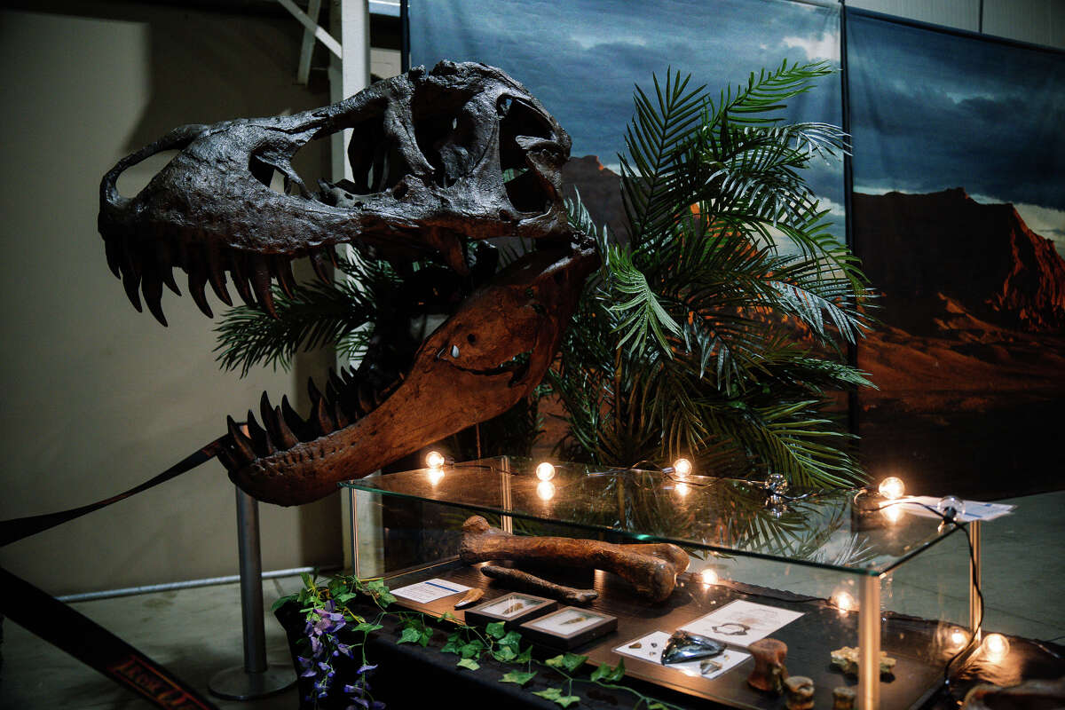 Jurassic Quest, la plus grande exposition de dinosaures en Amérique du Nord, est sur le point de se précipiter dans le Freeman Coliseum Expo Hall de San Antonio.