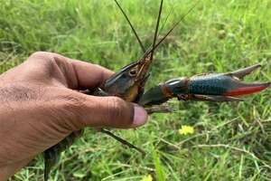 Giant invasive Australian crayfish discovered in South Texas pond
