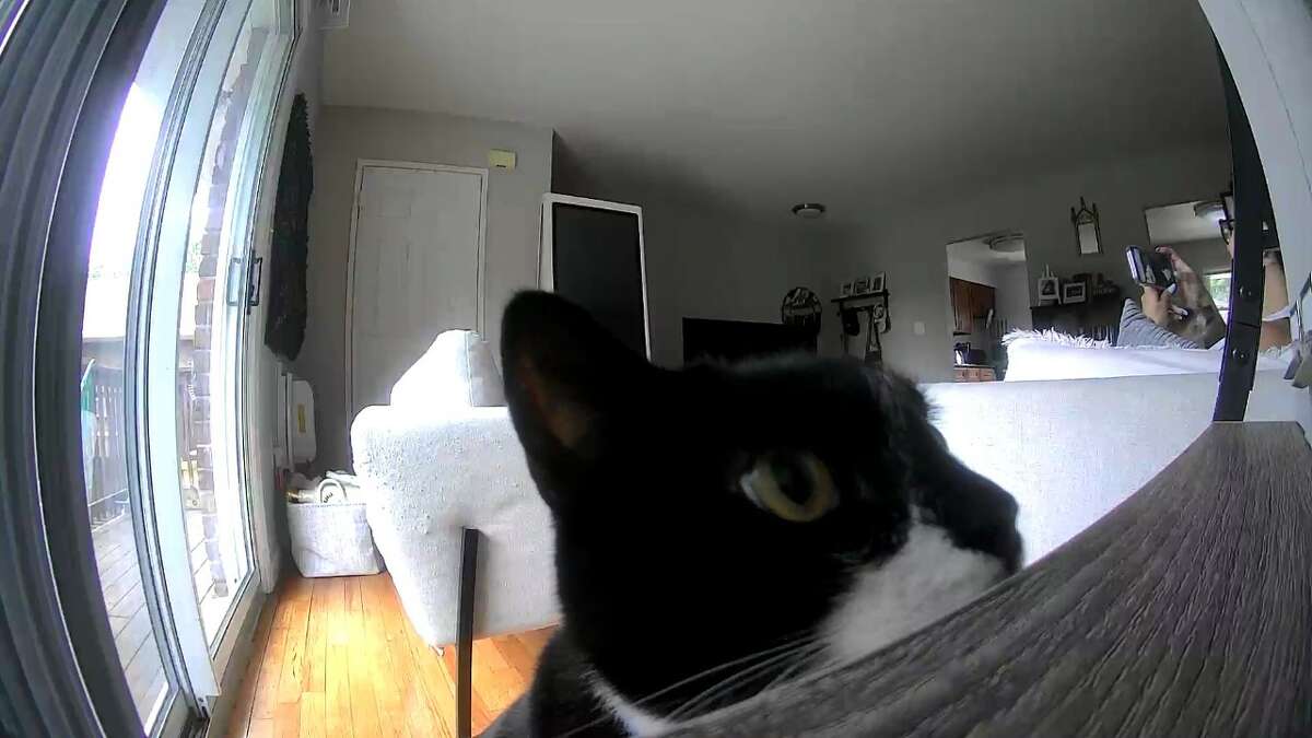 My cat Sirius was very curious when I set the Petcube camera up.