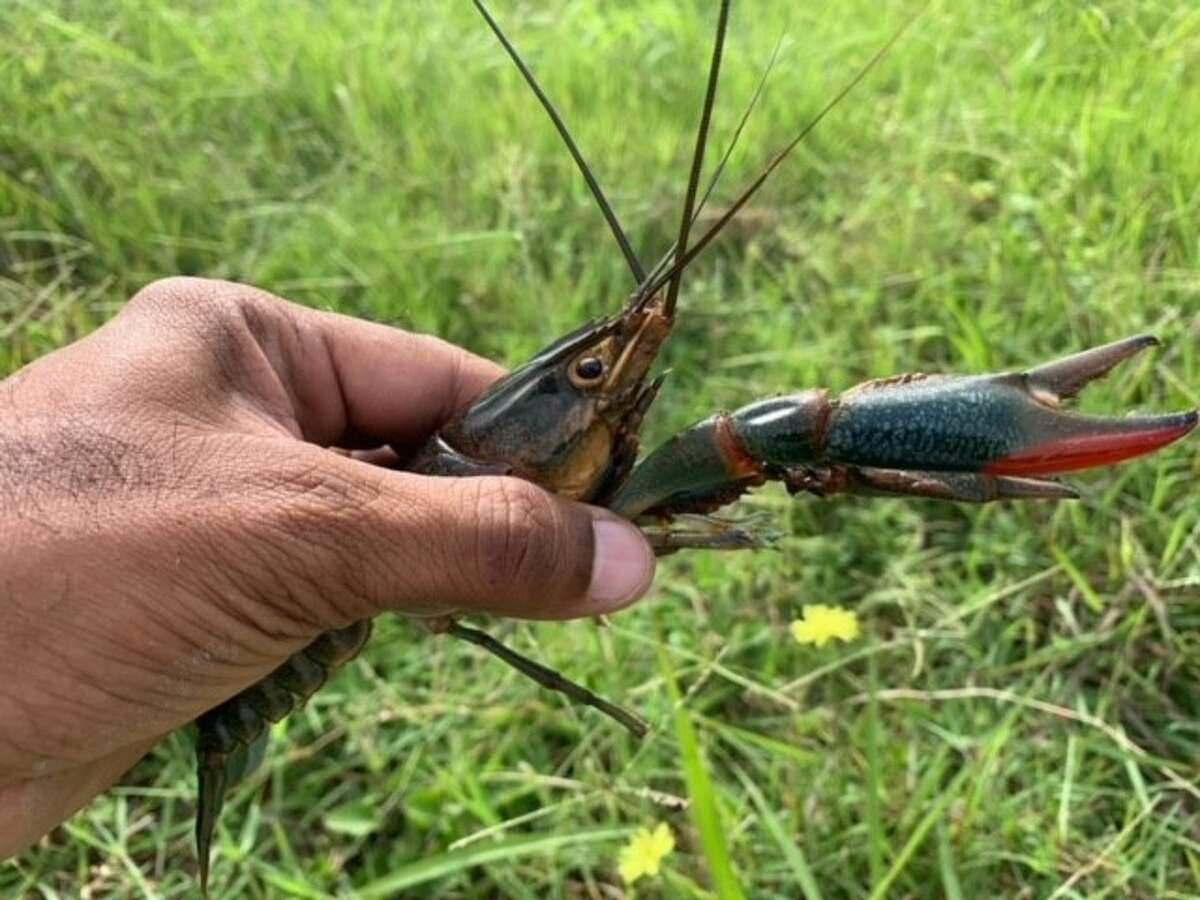 An invasive crayfish species have been caught in a Brownsville-area pond. 