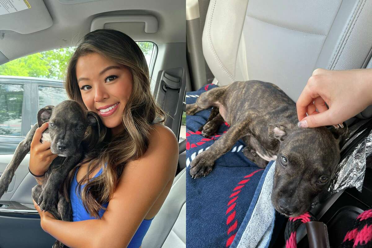 Sydney Ying, a 19-year-old dancer for the Houston Rockets, adopted a pitbull puppy that was found in a ditch in Houston after learning about it on TikTok.