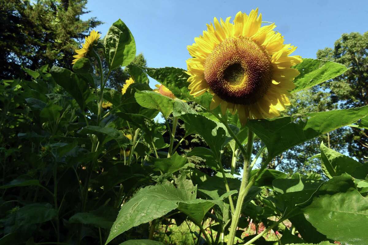 Sunflowers grow in Camille Ackermann's garden behind her home in Madison.