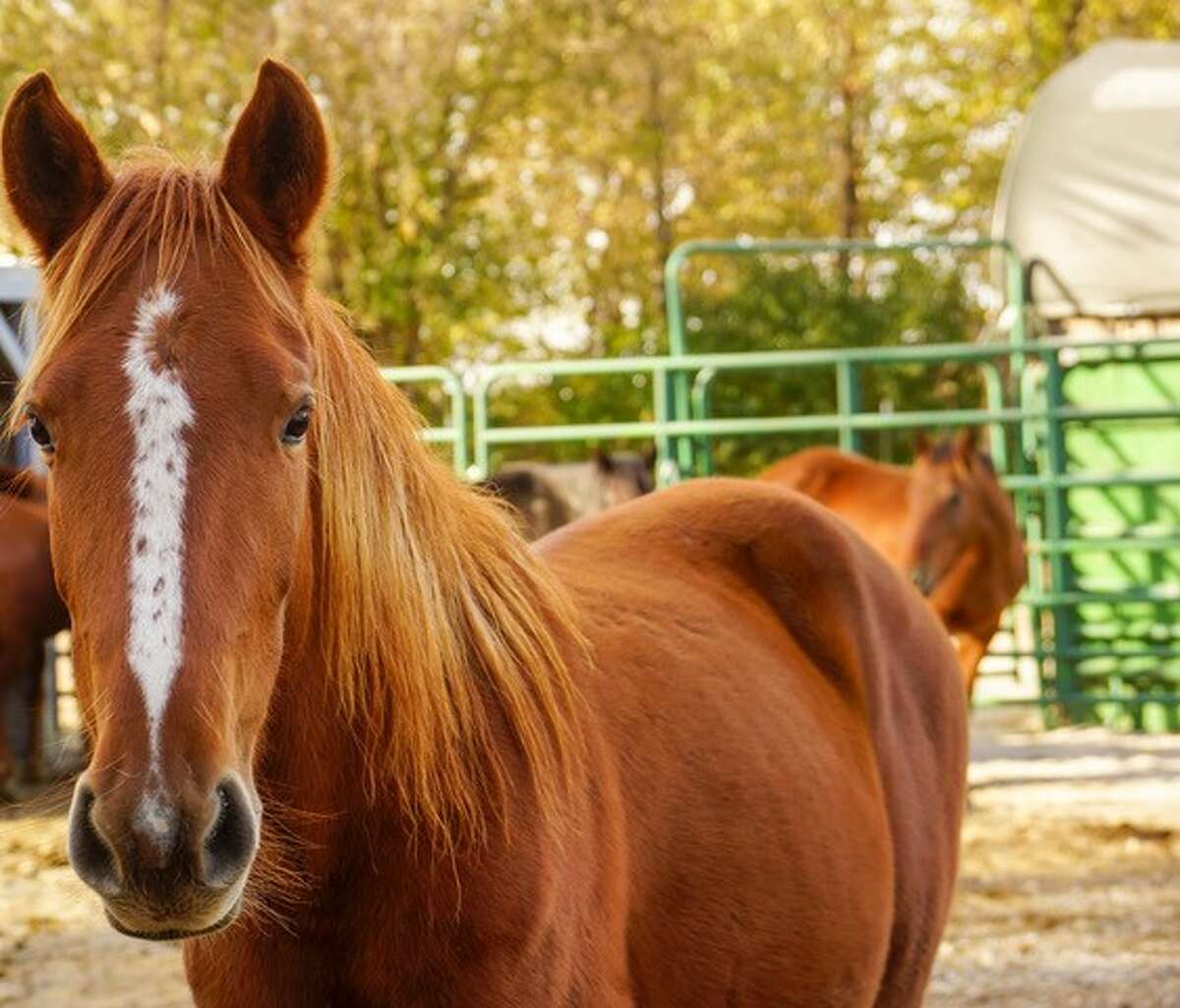 Dottie, a wild mustang currently living at the Legendary Mustang Sanctuary, available for adoption.