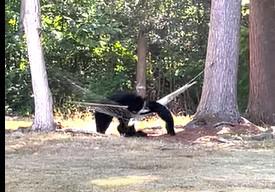 VIDEO: Bear pair plays in Avon woman's front yard