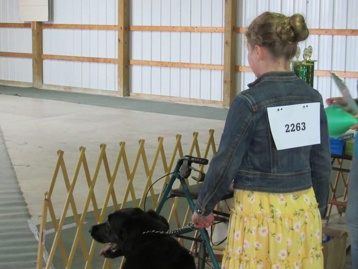 Dogs and their owners compete in the dog show on Sunday, Aug. 14, 2022 at the Midland County Fair.