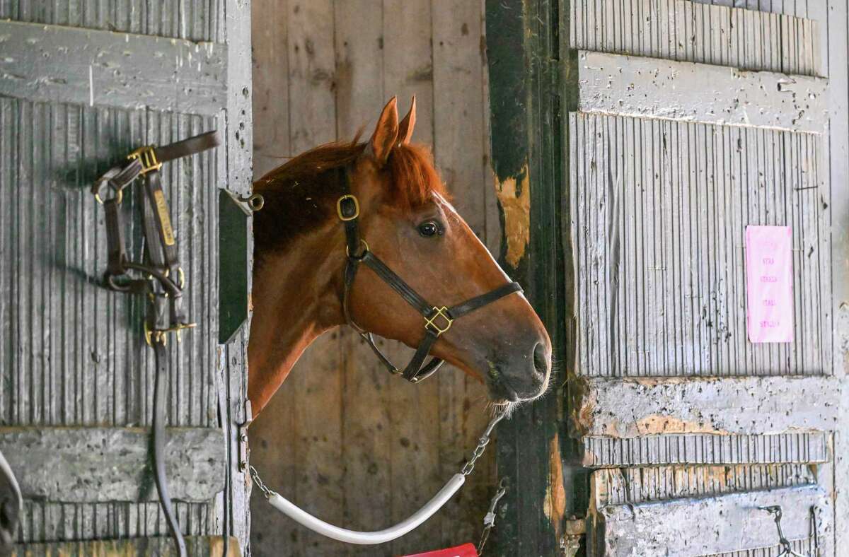 2022 Kentucky Derby winner Rich Strike looks out of his stall after arriving from Kentucky at the Saratoga Race Course Sunday Aug. 14, 2022 in Saratoga Springs N.Y. Rich Strike is scheduled to run in The Travers Stakes on Saturday the 27th. Photo Credit: Photo Special to the Times Union by Skip Dickstein