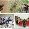 Earlier spotted lanternfly life stages include a black, spotted beetle which later morphs to red, as indicated in the top right and left corners of the collage.