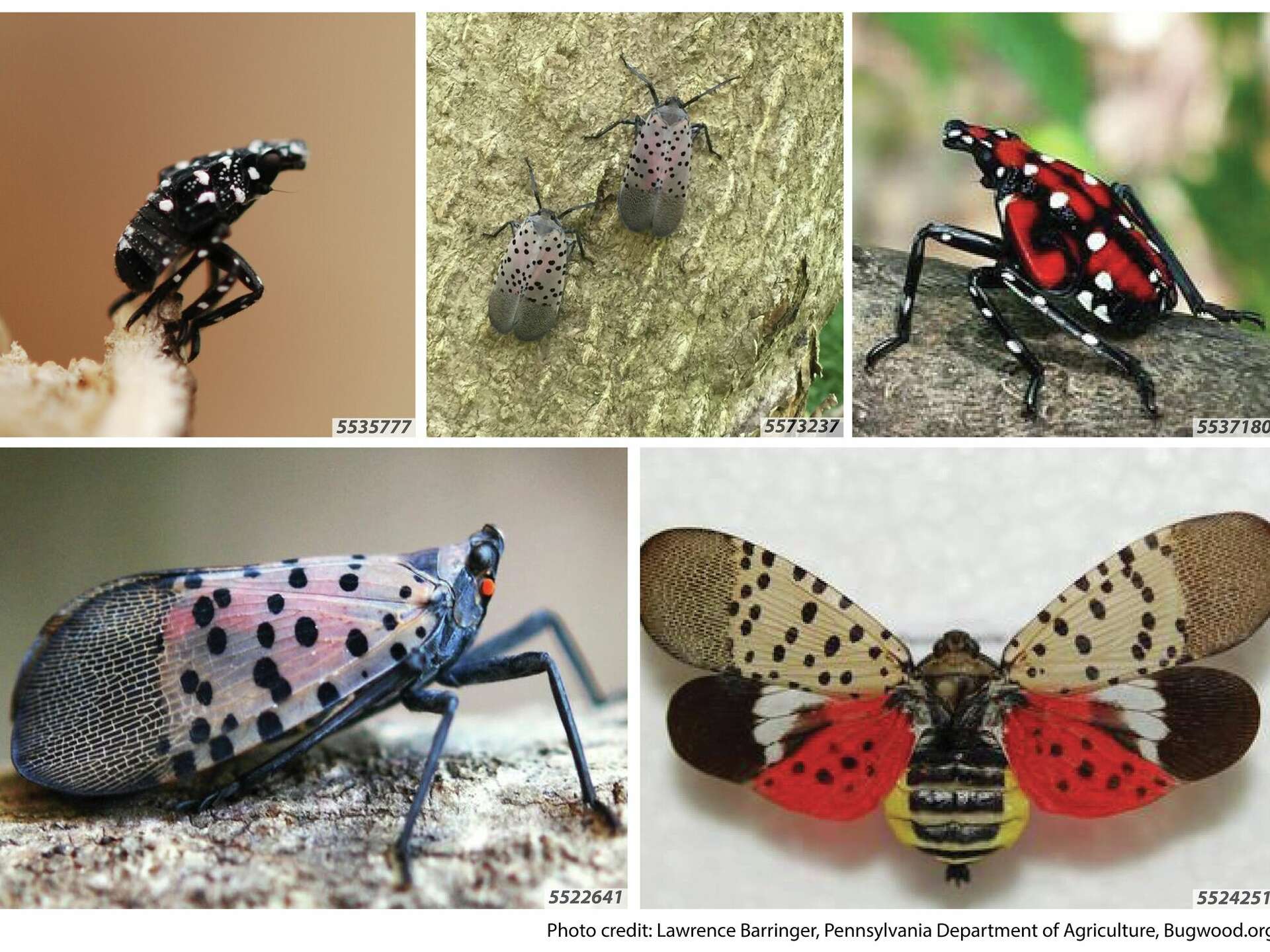 Fruit crops in jeopardy as spotted lanternfly spreads to Wayne county