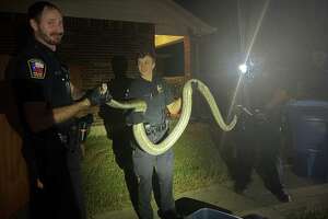 San Antonio-area police find 10-foot Python snake on the loose