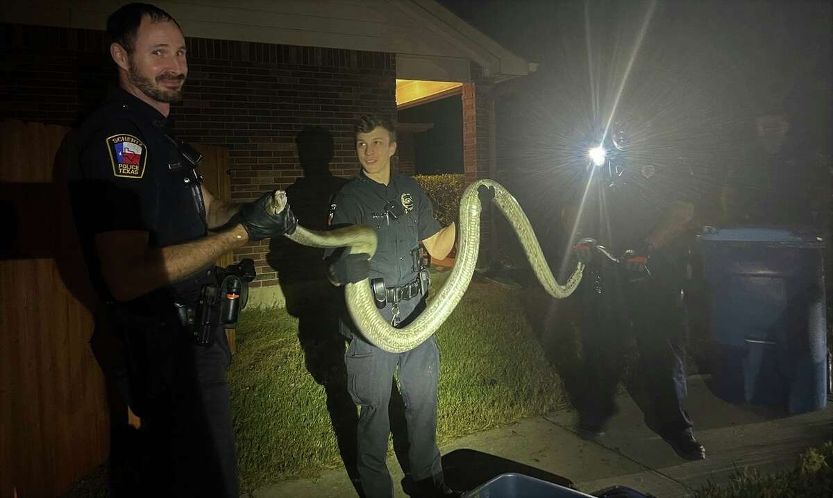 The Cibolo Police Department captured and secured a 10-foot Python snake found under a vehicle in a San Antonio area neighborhood last week. 