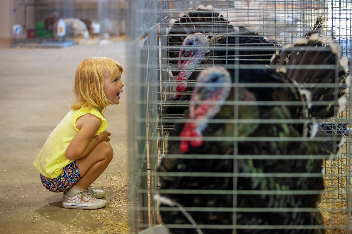 Midland resident Lillian Tulchinskiy, 3, gazes at turkeys during the Midland County Fair on Aug. 15, 2022 at the Midland County Fairgrounds.