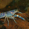 On Thursday, Texas Parks and Wildlife Department announced that the University of Texas Rio Grande Valley had recently collected invasive On Thursday, Texas Parks and Wildlife Department announced that the University of Texas Rio Grande Valley had recently collected invasive Australian redclaw crayfish specimens, the first known site in Texas., the first known site in Texas.