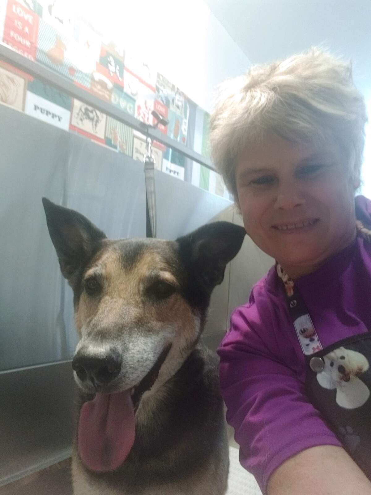 One of Bobby's client's dogs, Big Boy. Bobbi Borrink's pet grooming service Shaggy Dogs has returned to the Reed City area.