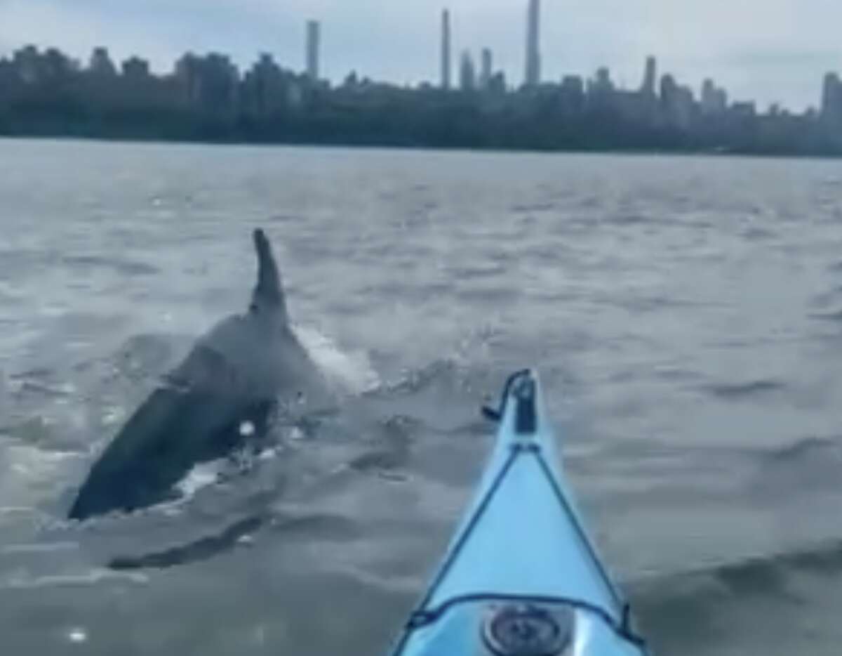 A dolphin spotted in the Hudson River.